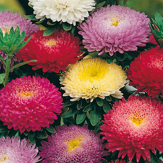 Sommaraster 'Pompon' mix