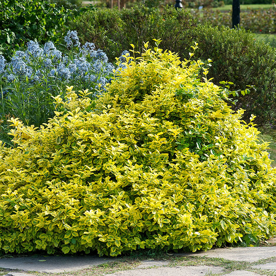 Klätterbenved 'Emerad'n Gold'