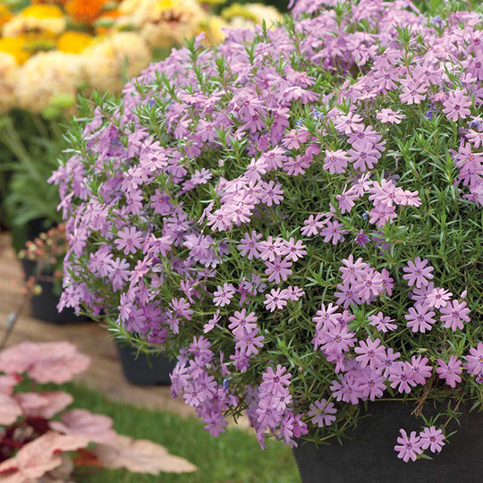 Mossflox 'Emerald Cushion Blue', 6-pack