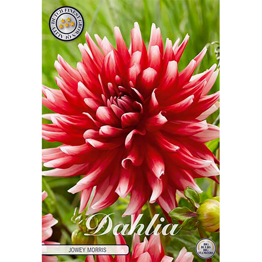 Dekorativdahlia 'Jowey Morris'