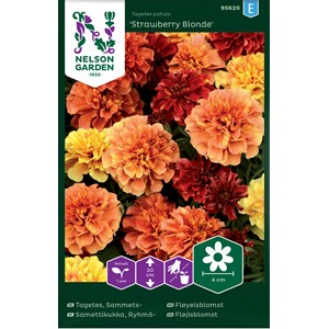 Fröer Nelson Garden Sammetstagetes Strawberry Blonde