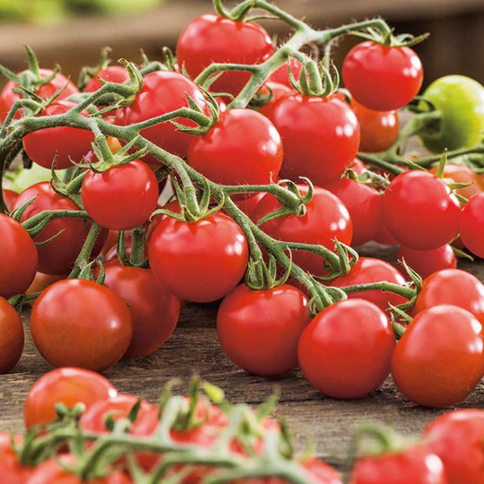 Körsbärstomat 'Cerise', ekologisk
