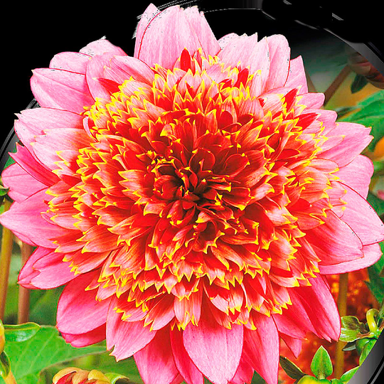 Dahlia 'Mambo'