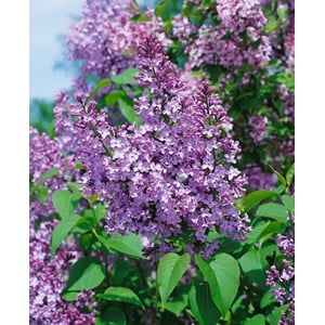 Vanlig Syrén CO D9-11 cm, 10-pack