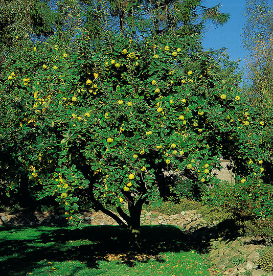 Kvitten 'Vranja'