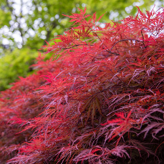 Flikbladig Japansk lönn 'Inaba-shidare'