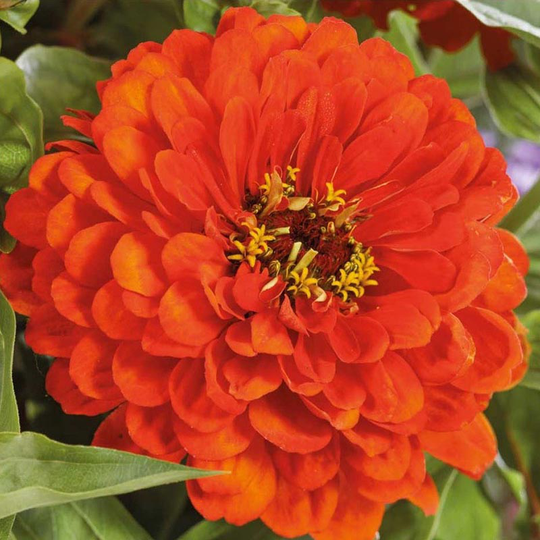 Zinnia, Orange King
