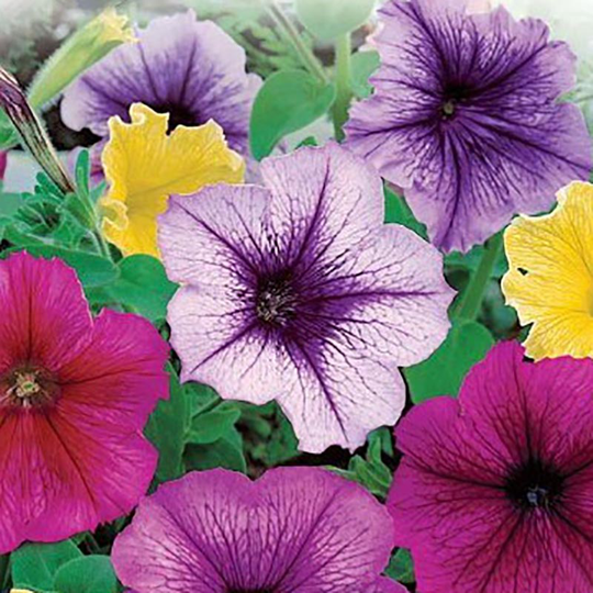 Petunia 'Balcony'