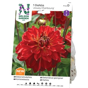 Vårlök Nelson Garden Dekorativdahlia Jowey Cherbourg Hög