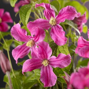 Klematis 'Inspiration' 1-pack