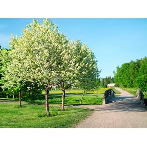 Oxel st om 8-10 cm