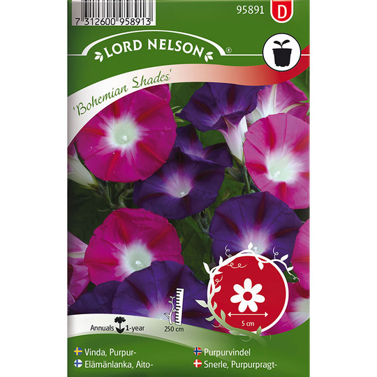 Purpurvinda 'Bohemian Shades'