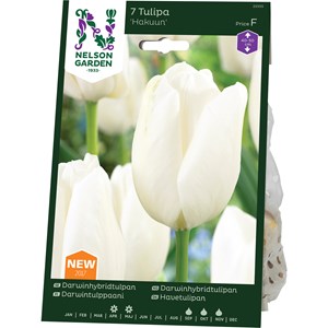 Höstlök Nelson Garden Darwintulpan Hakuun Vit