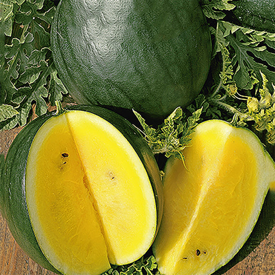 Vattenmelon 'Janosik'