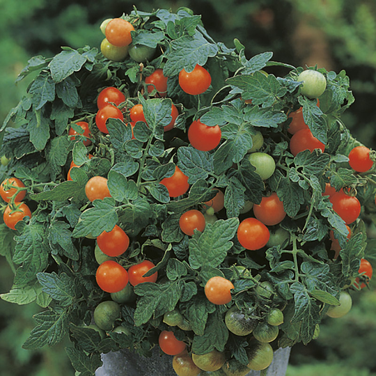 Tomat 'Garden Pearl'