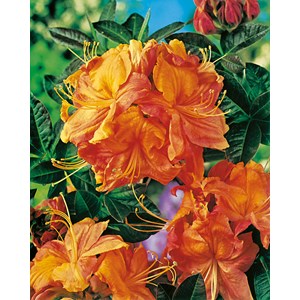 Azalea 'Knaphill Klondyke' 1-pack