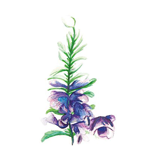Turkisk Drakblomma