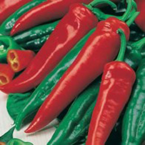 Paprika 'Friggitello'