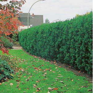 Hybrididegran CO 100-pack
