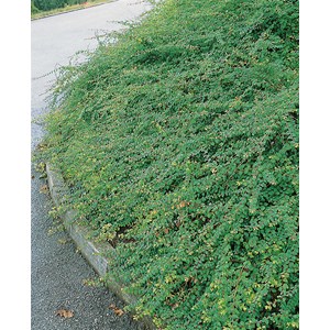 Hybridsnöbär 'Hancock' 30-50 cm, 100-pack