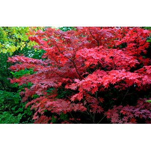 Japansk lönn 'Bloodgood' Sol, 100-125 co