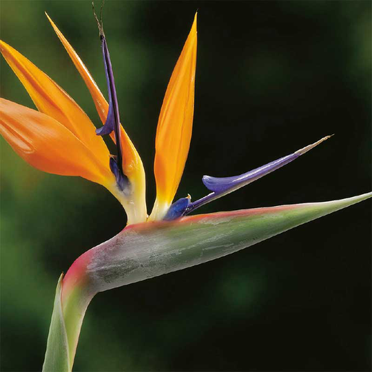 Papegojblomma, strelitzia
