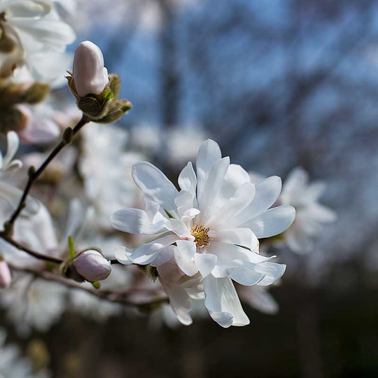 Hybridmagnolia 'Wildcat', 1-pack
