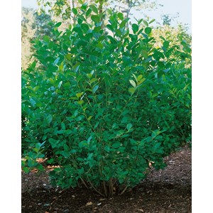Slånaronia CO D9-11 cm, 10-pack