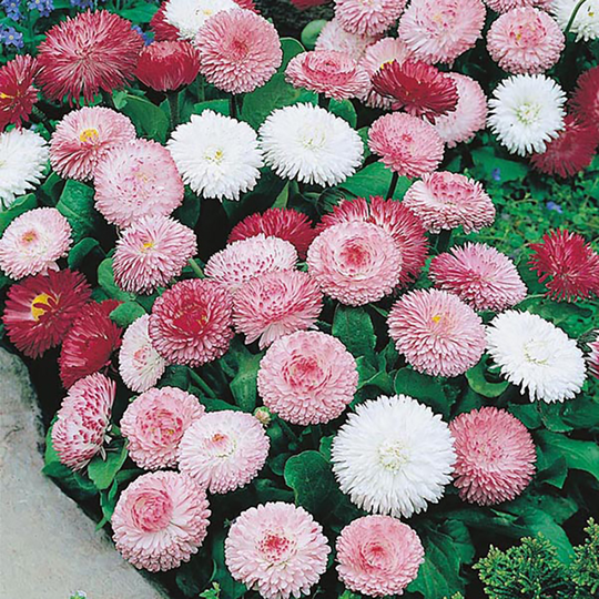 Tusensköna 'Goliath Mixed'