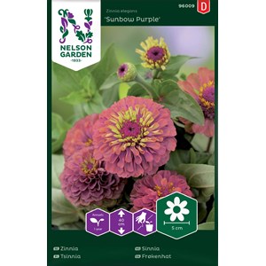 Fröer Nelson Garden Zinnia Sunbow Purple