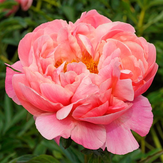 Luktpion 'Coral charm'