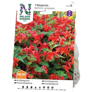 Vårlök Nelson Garden Begonia Bertinii Orangeröd