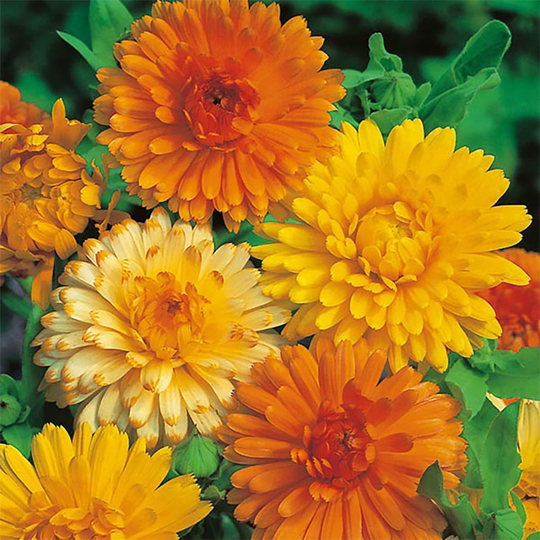 Ringblomma 'Art Shades', mix