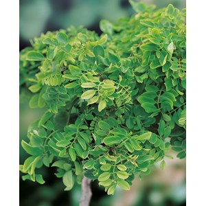 Skruvrobinia 'Twisty Baby' Sh 120 cm co