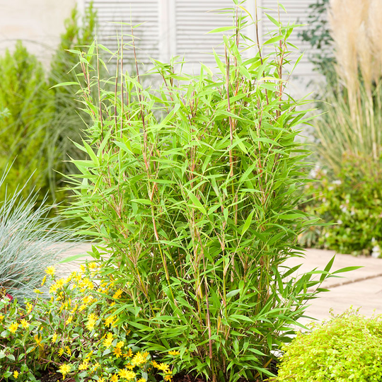 Bergbambu 'Bambi'