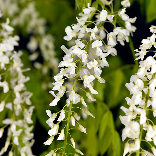 Blåregn floribunda 'Alba'