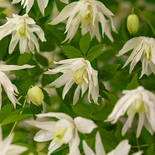Klematis 'Albina Plena'