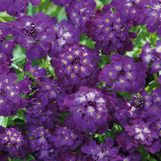 Roseniberis 'Purple Rain'