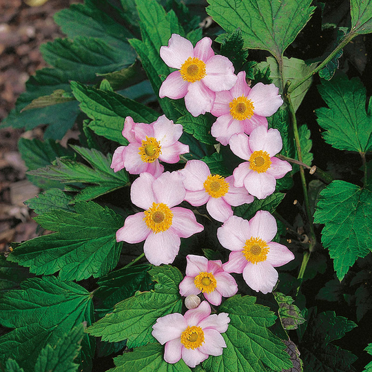 Höstanemon 'Robustissima' 2L, 2-pack