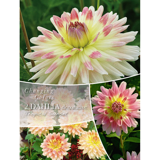Dekorativdahlia 'Tropical Sunset'