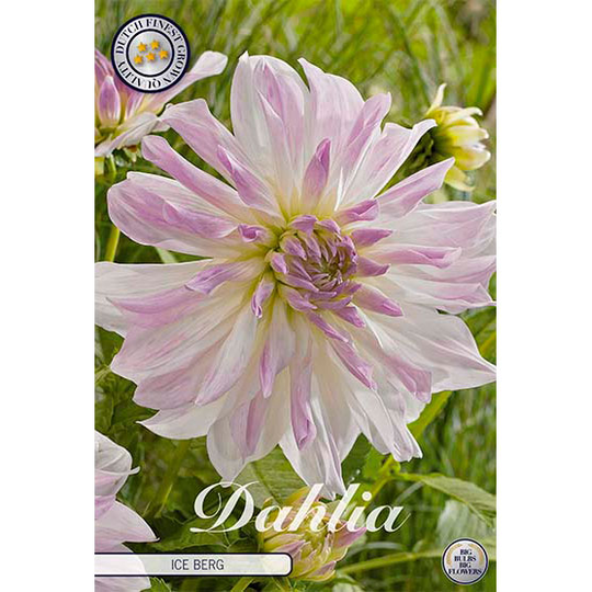 Dekorativdahlia 'Ice berg'