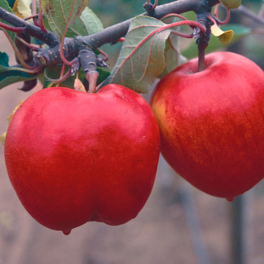 Ympris äpple 'Katja'