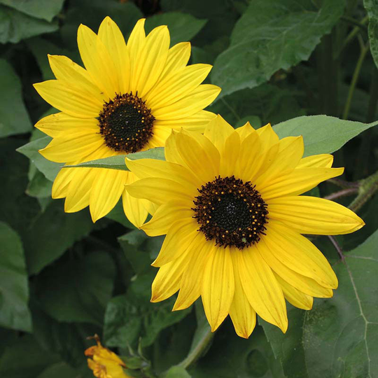 Solros 'Yellow Shades', ekologisk