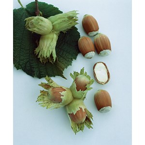 Hasselnöt Storfruktig 'Cosford', 30-50 cm 3-pack