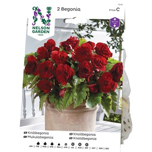 Vårlök Nelson Garden Begonia Dubbel Storblommig Röd