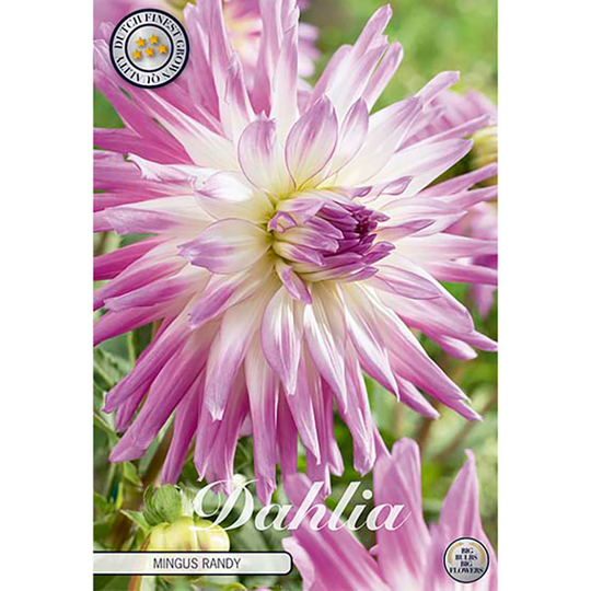 Kaktusdahlia 'Mingus Randy'