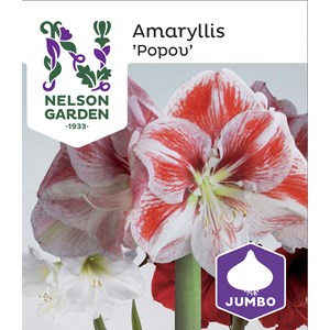Amaryllislök Popov