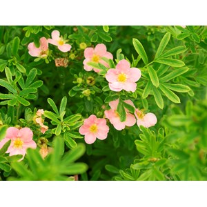Ölandstok 'Pink Queen', Rosa 3-pack