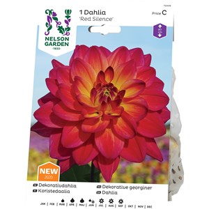 Vårlök Nelson Garden Dekorativdahlia Red Silence Hög, Röd