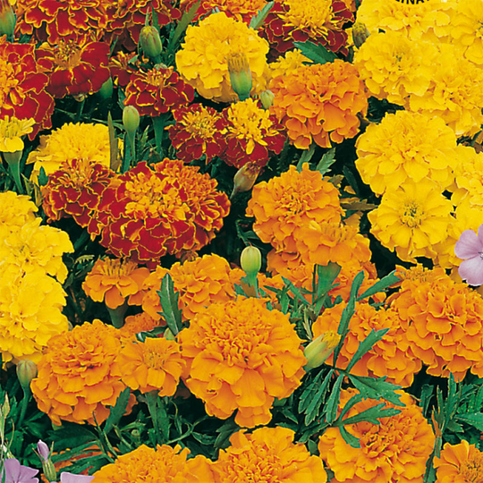 Stor tagetes 'Bonita Mixed'